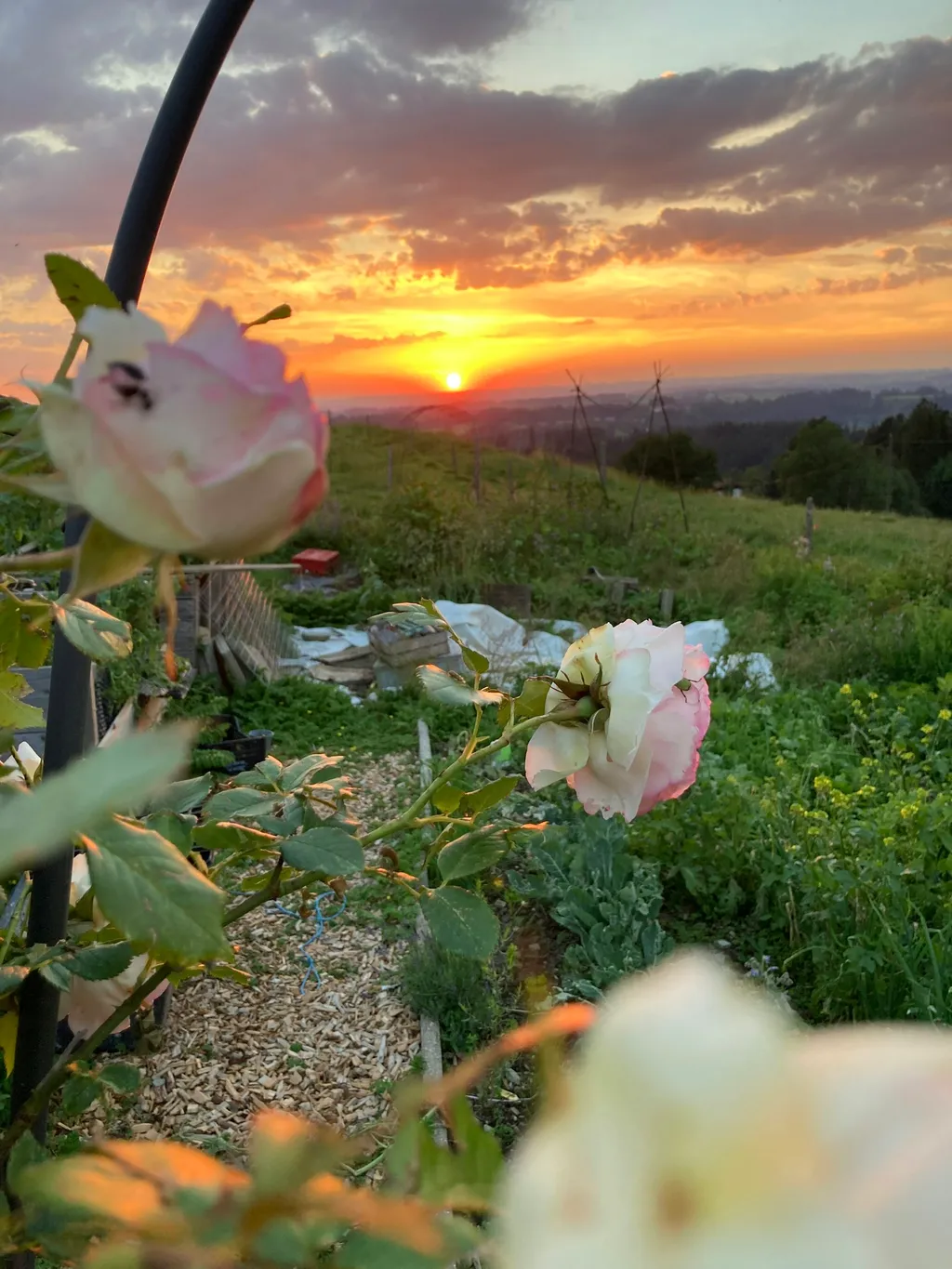 Sarah und Albi avatar