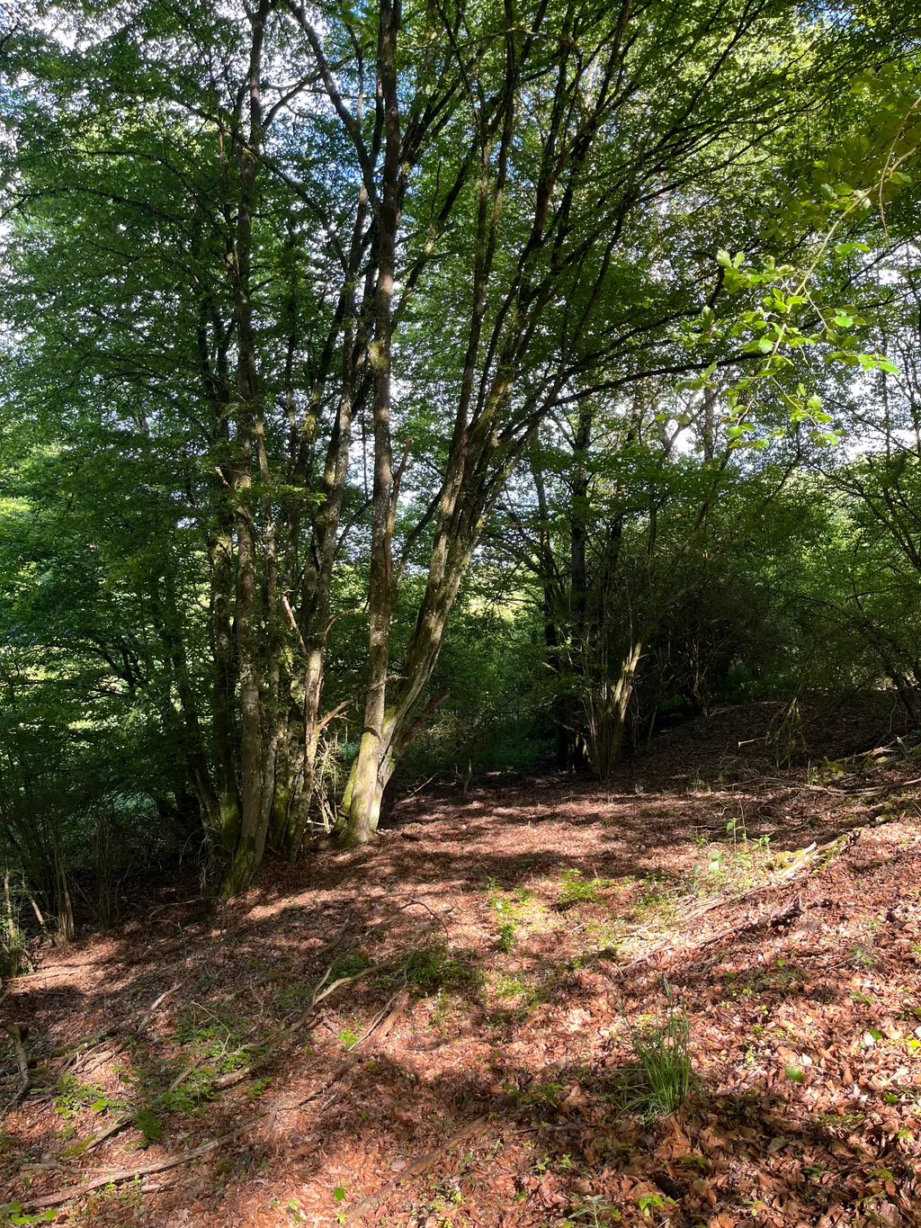 Naturstellplatz mitten im Grünen