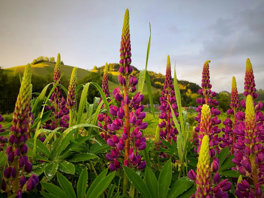 Blick Richtung Norden, im Vordergrund prächtige Lupinen.