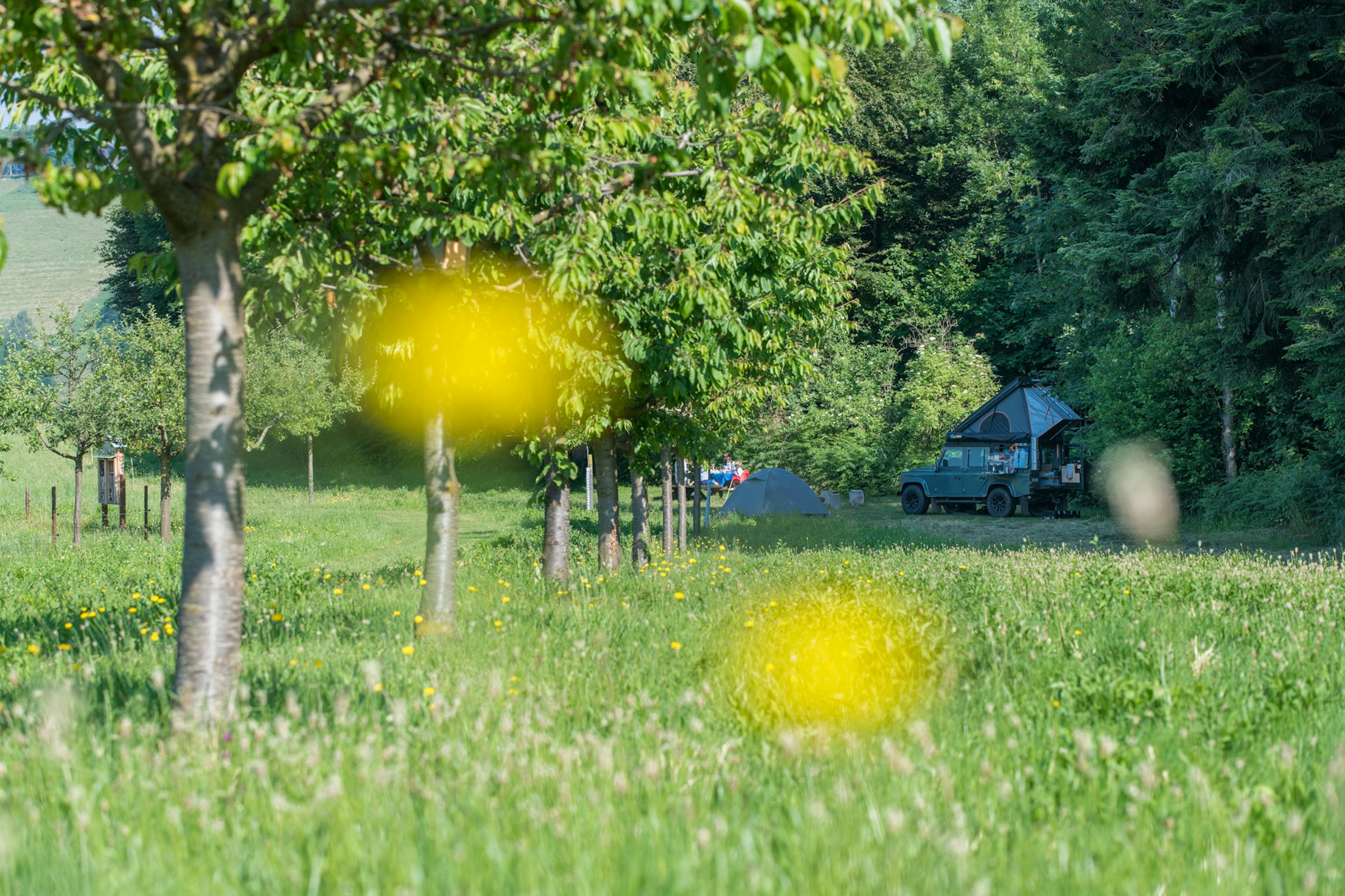 Studenhüsli, Baumallee