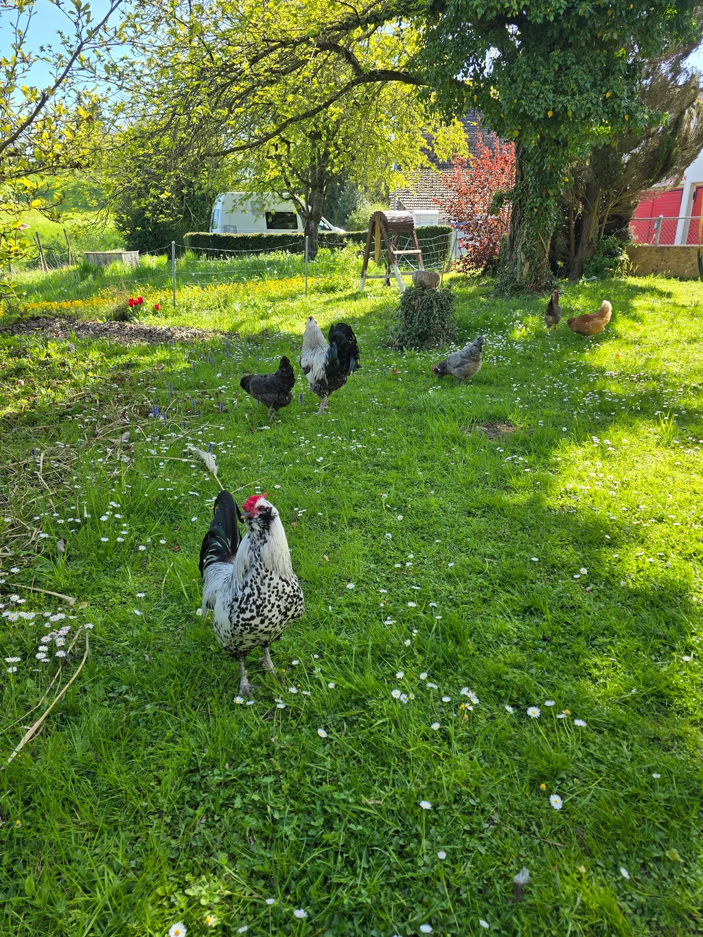 Gartenwiese mit Flussbadestelle