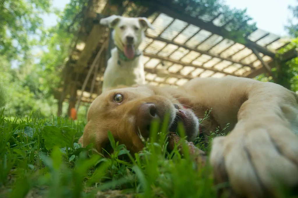 Camp in mezzo al bosco