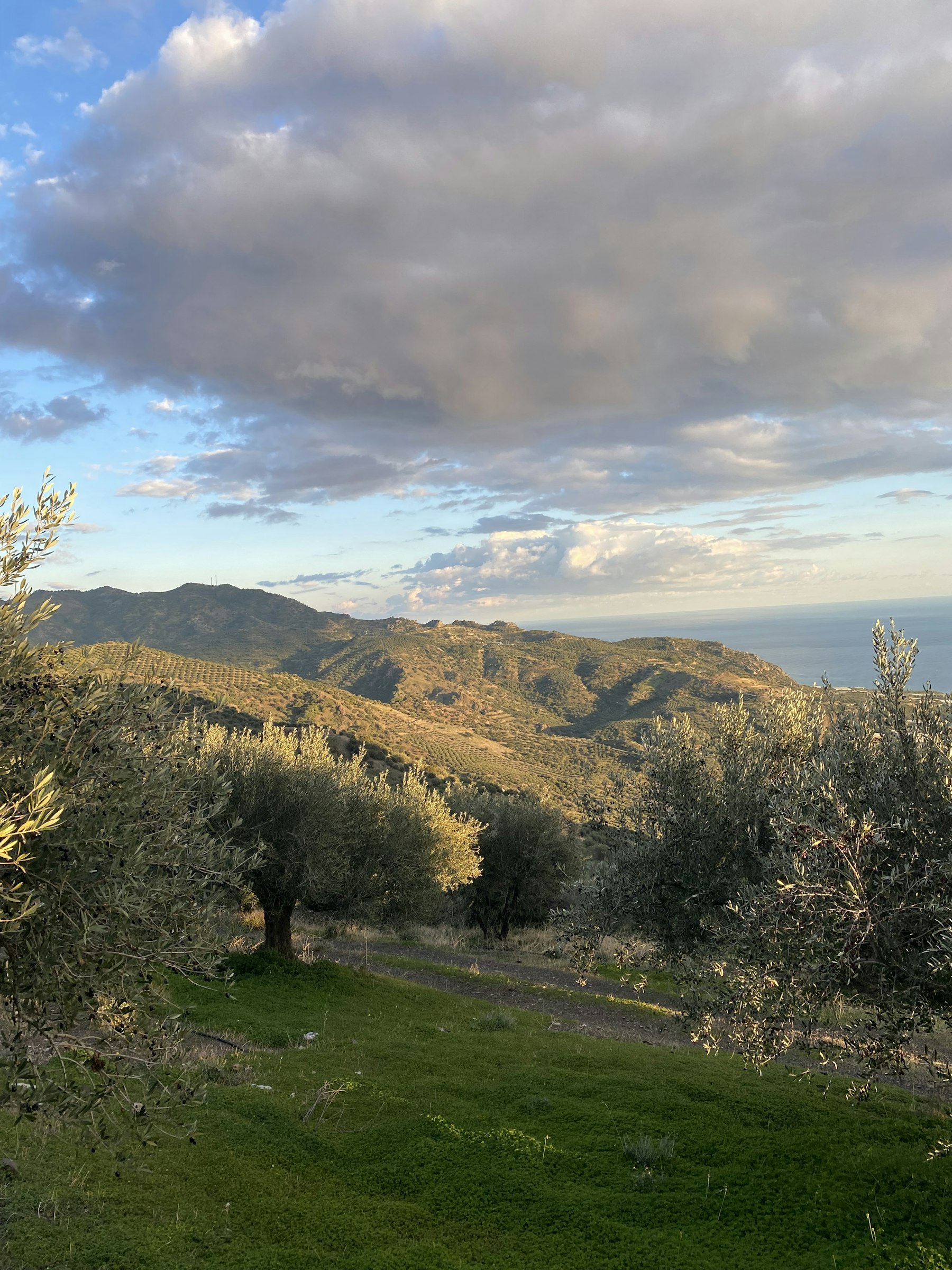 Südkreta, Olivenhain mit Meerblick
