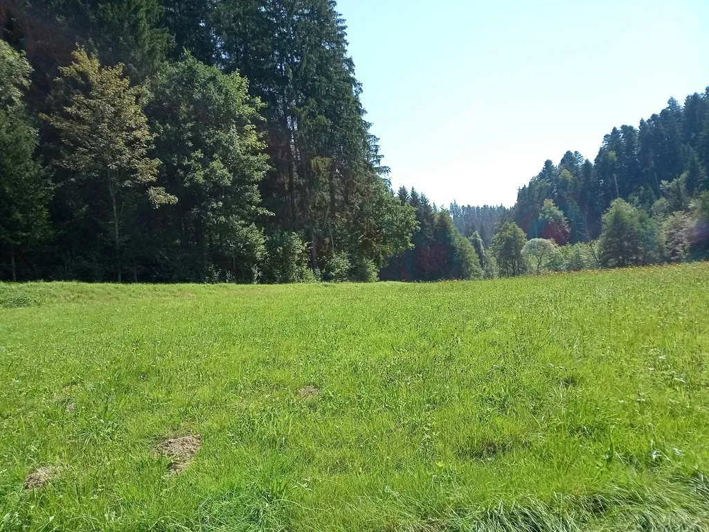 Grüne Wiese am Bachrand