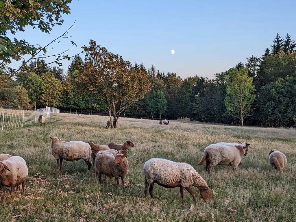 Auf der Alm im Frankenwald