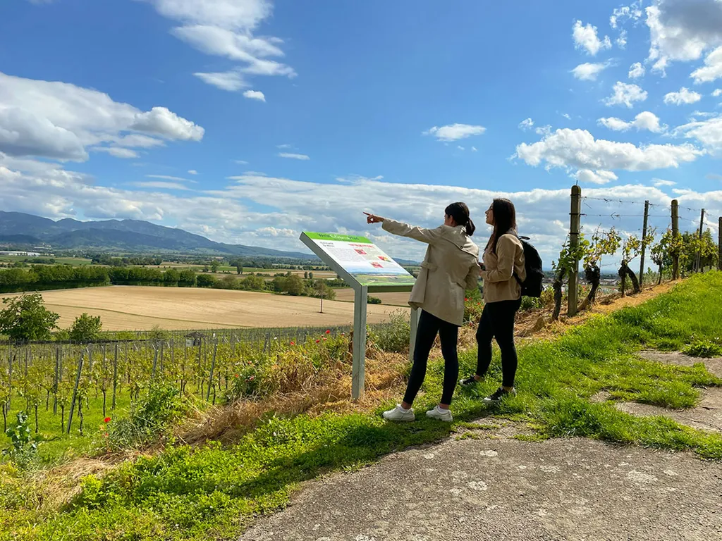 Bad Krozinger Weinberge