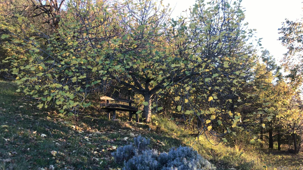 Campeggia nel bosco