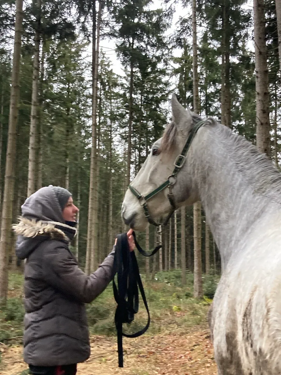 Möchtest Du auch ein Foto mit Dir und einen Iberischen Pferd?