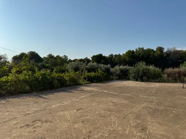 Olive Tree