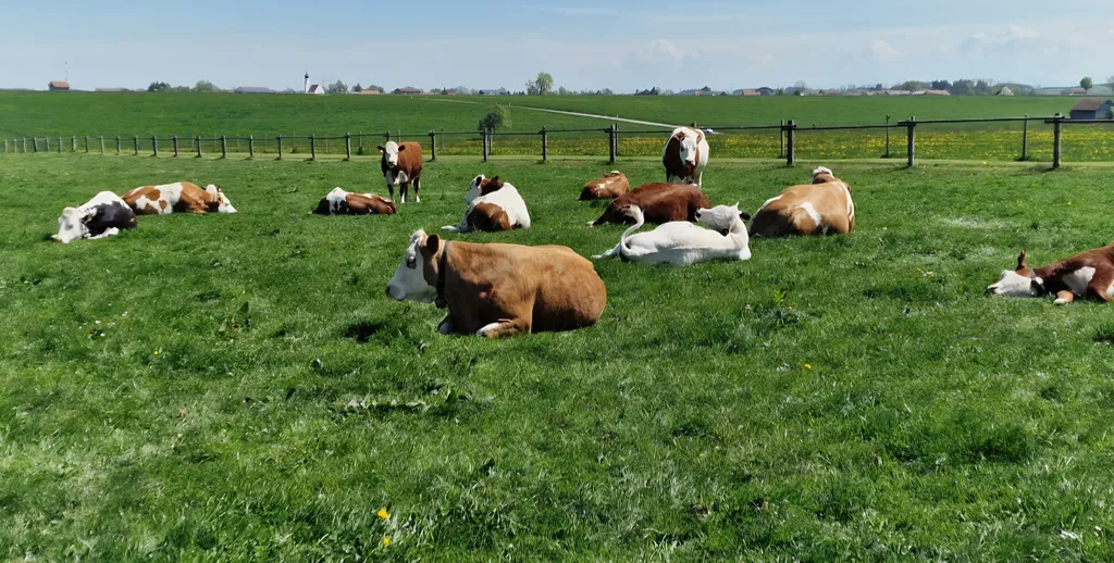 Siesta auf der Weide direkt am Stellplatz
