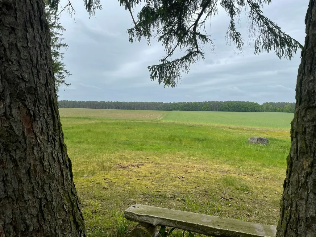 Unter Fichten am Dorfrand mit Blick zum Wald