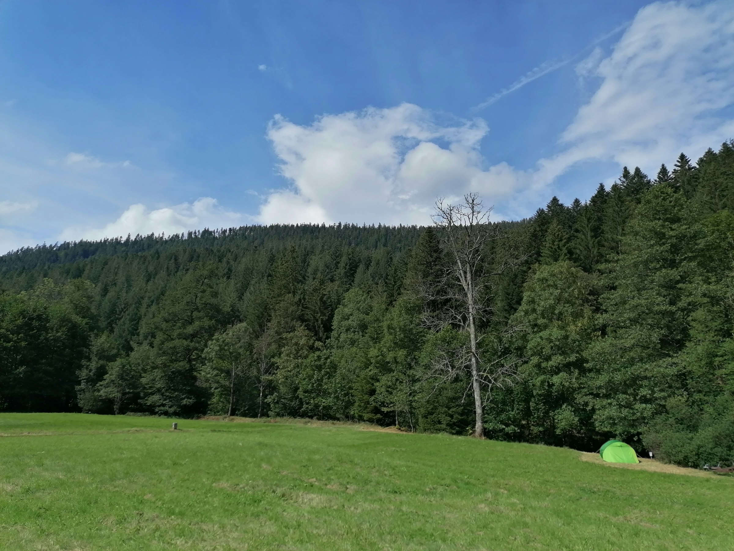 Wiese am Bach mitten im Nationalpark Schwarzwald