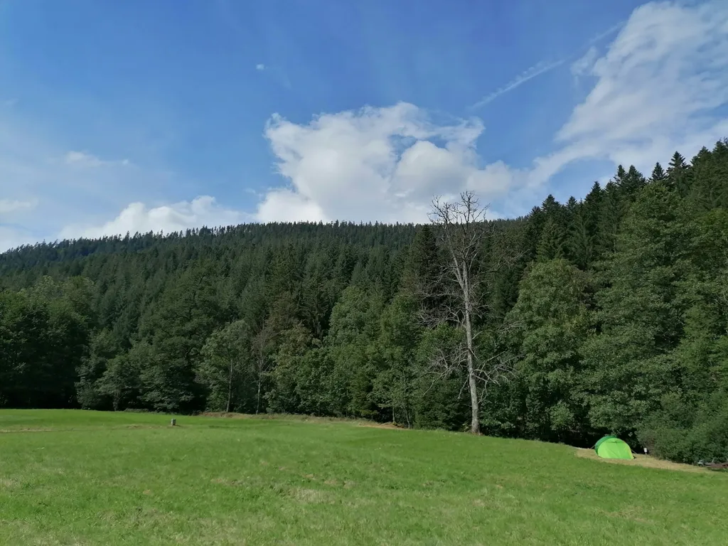 Wiese am Bach mitten im Nationalpark Schwarzwald