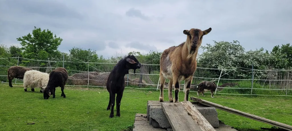 Gnaden-Begegnungshof Sandlerranch