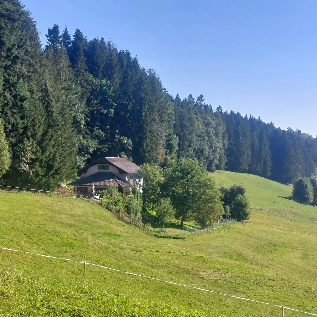 Campen im Tannenmoos