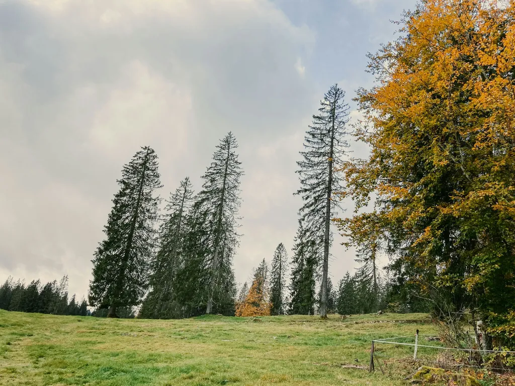 La Prise-Fège - "Champêtre"