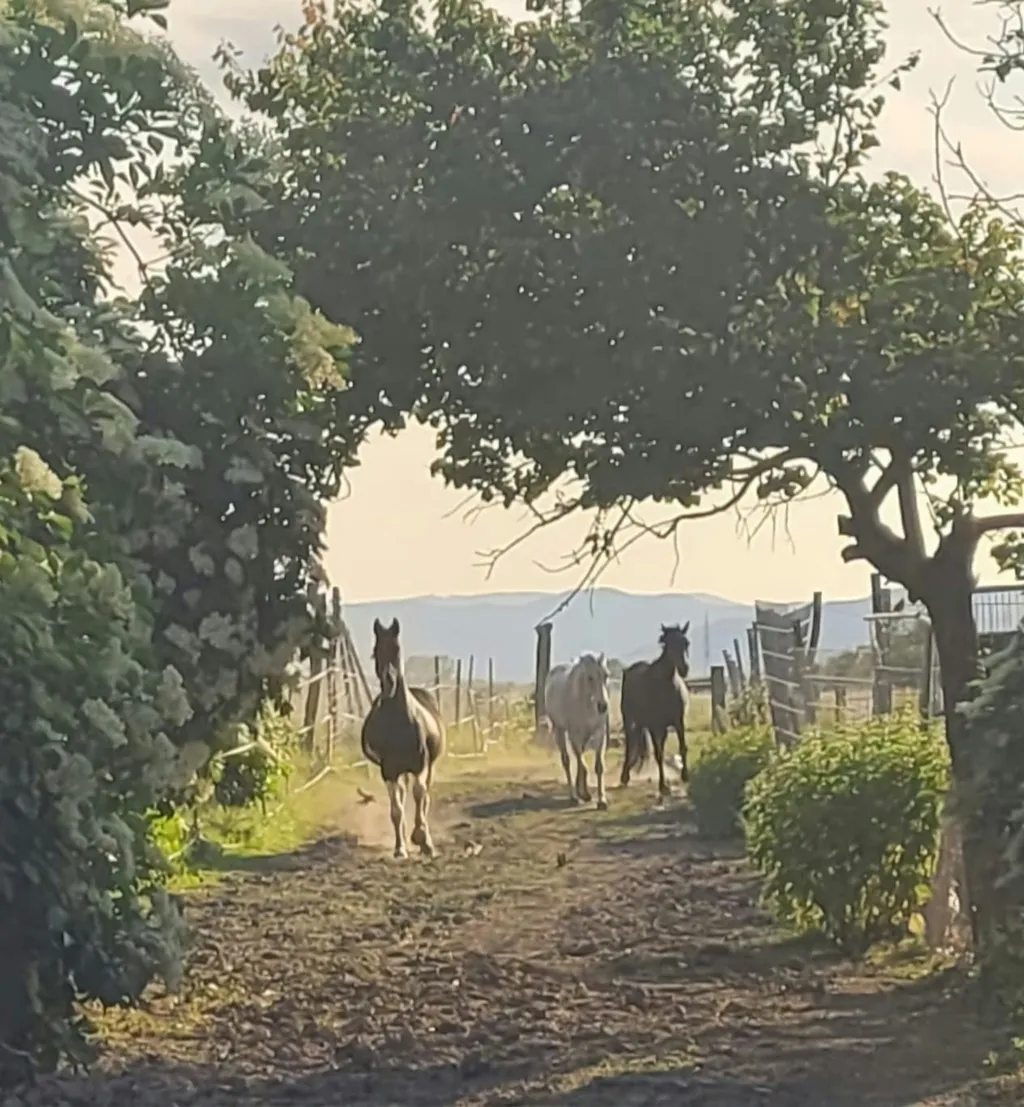 Gnaden-Begegnungshof Sandlerranch