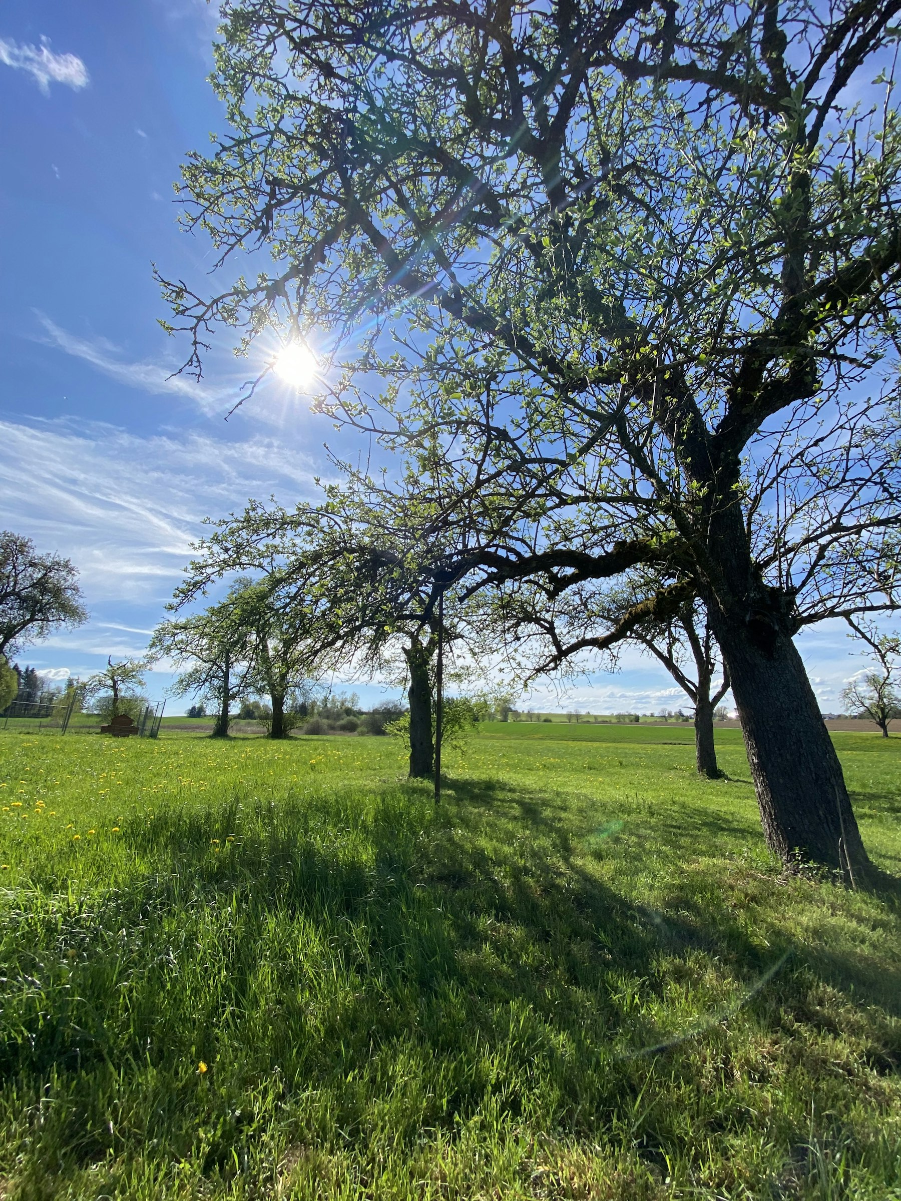 Wiese, Wald, Weitblick – Natur pur!