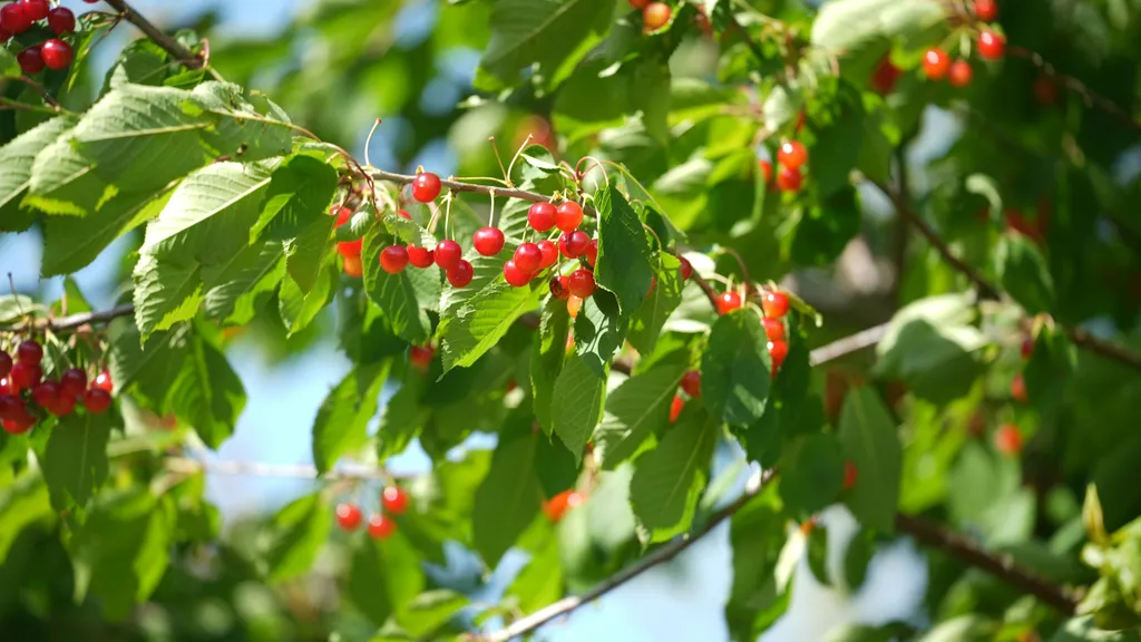 Il Granello - Wild Cherry Bell Tent