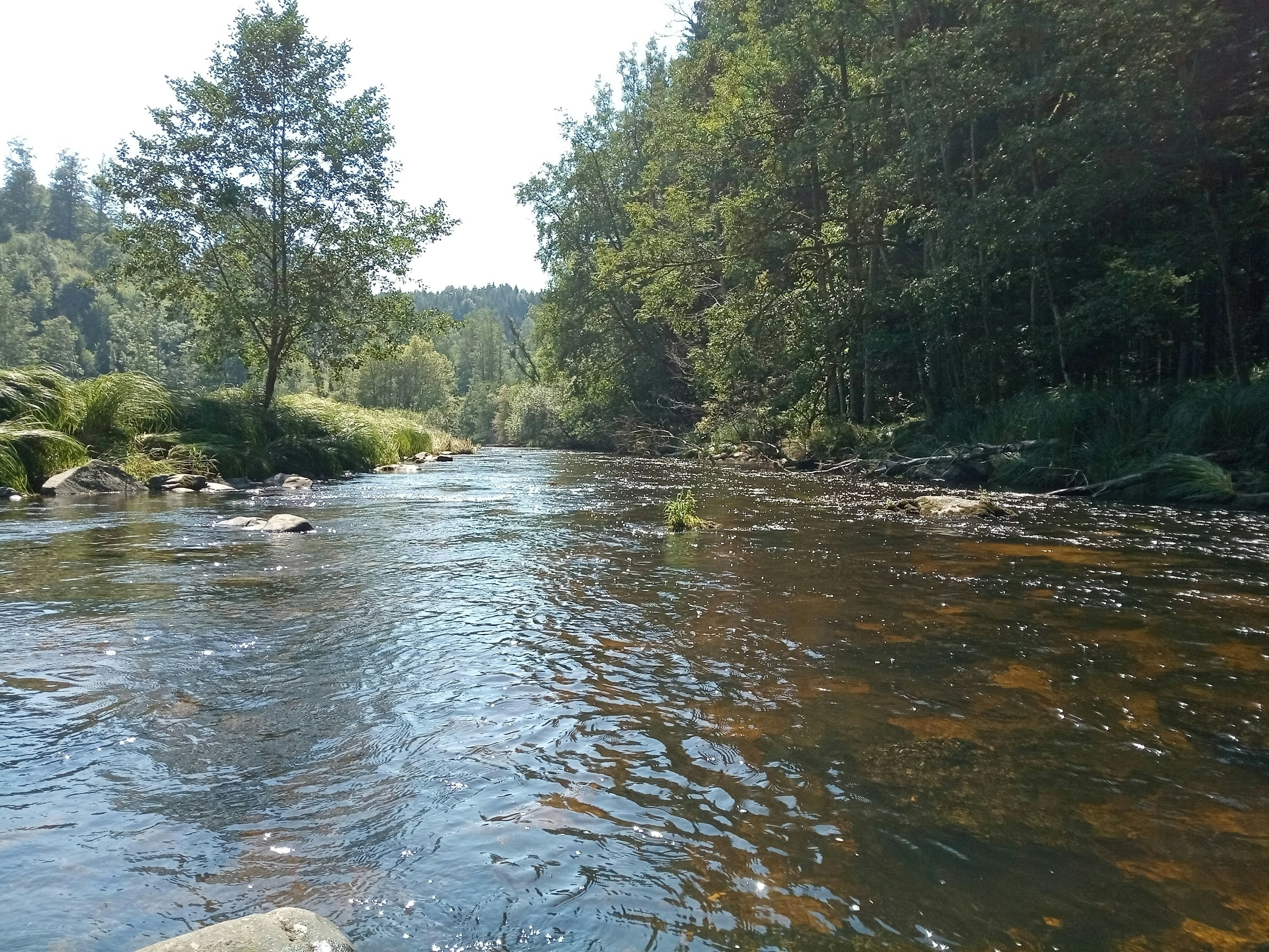Grüne Wiese am Bachrand