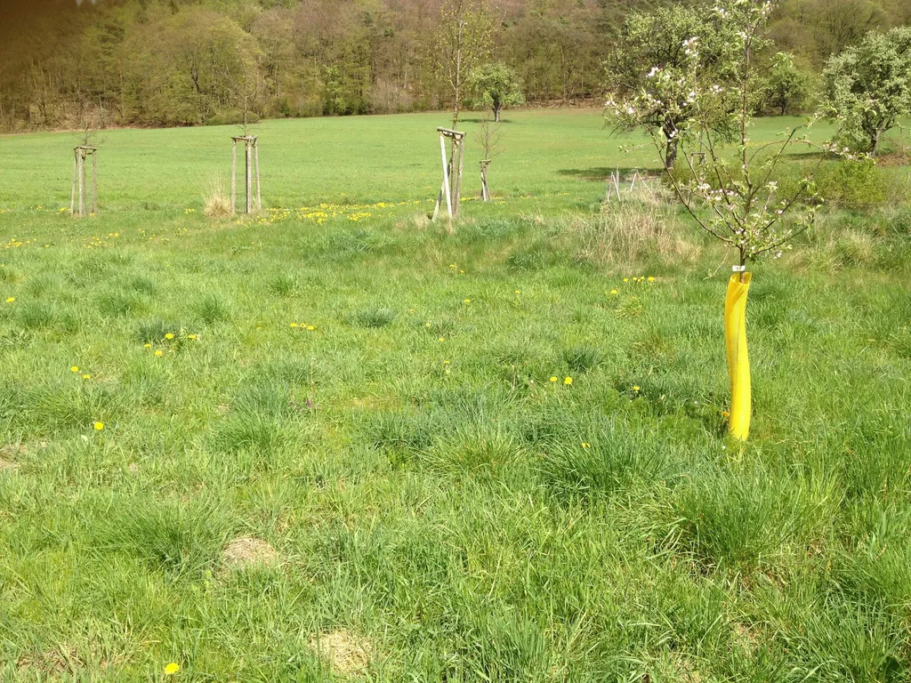 Wiesengrundstück im Remigiusland
