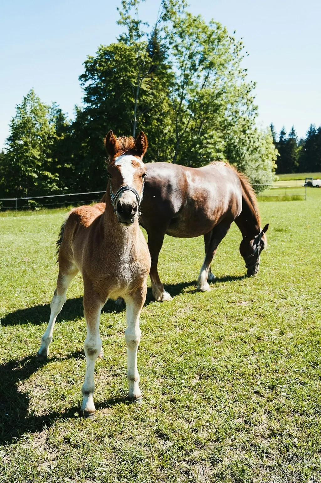 Bei den wilden Heidelbeeren