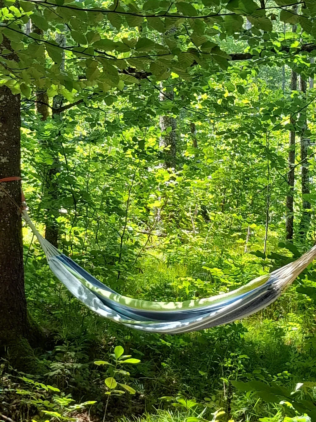 Waldatmosphäre