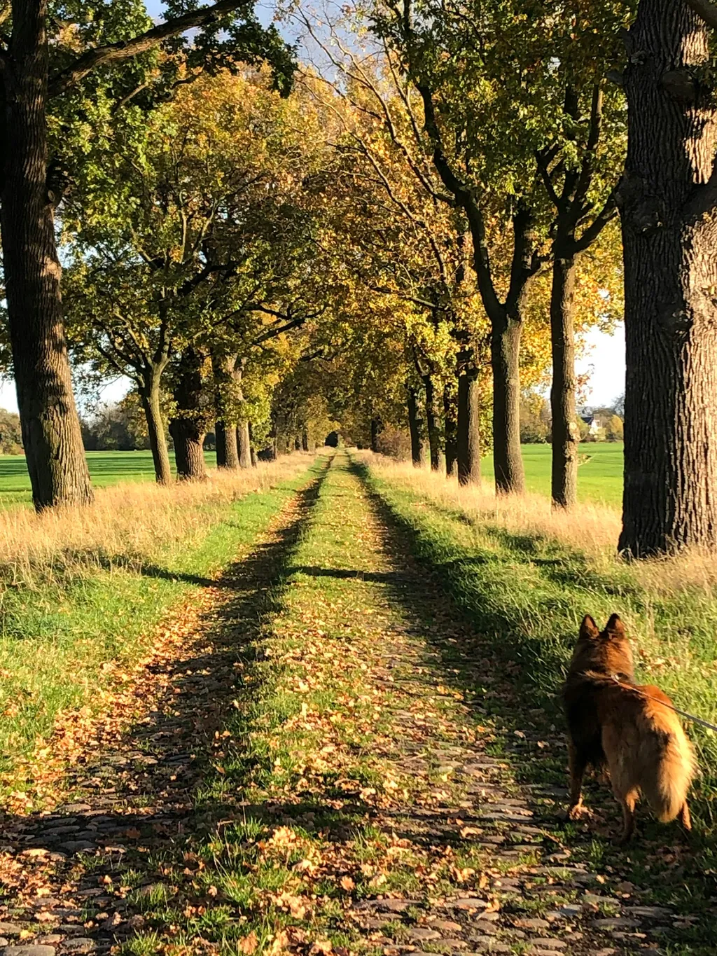 Wiese mit ODER ohne Service