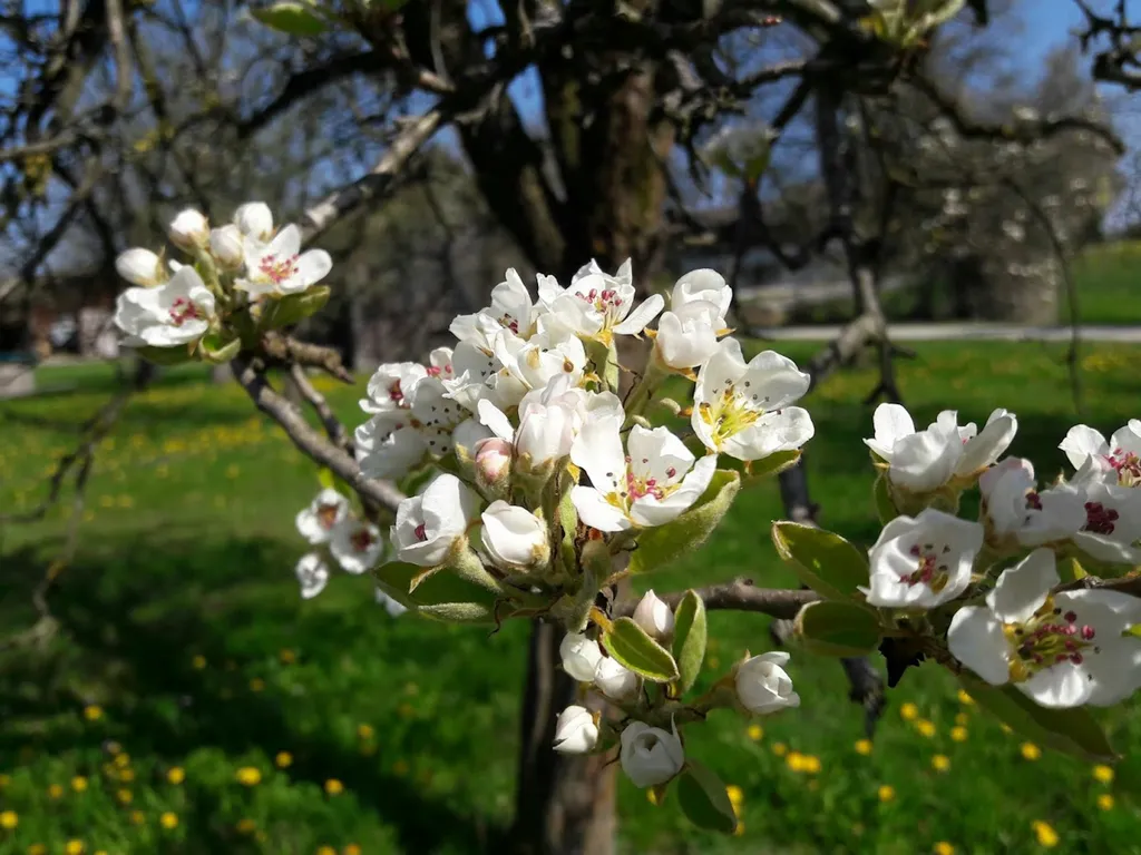 Wydhof-Camp in den Obstbäumen