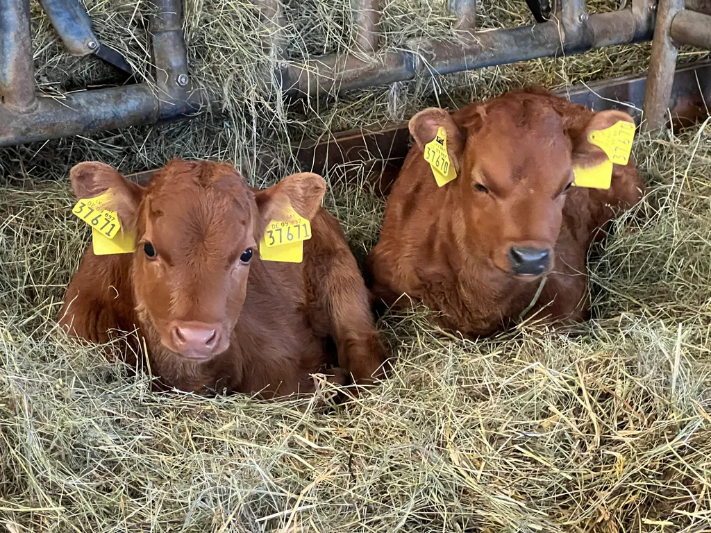 Unsere Kühe freuen sich auf Streicheleinheiten