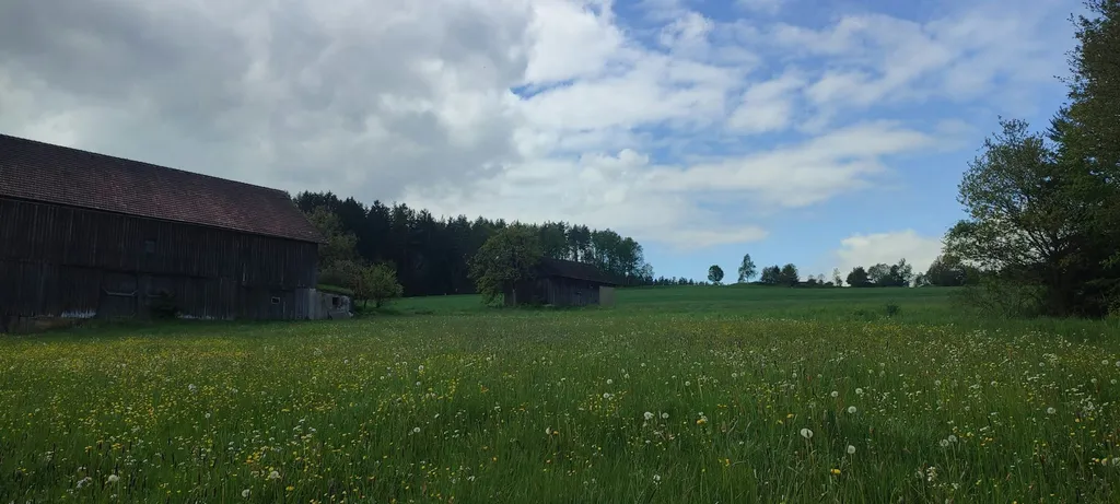 Wiese am Waldrand mit Aussicht