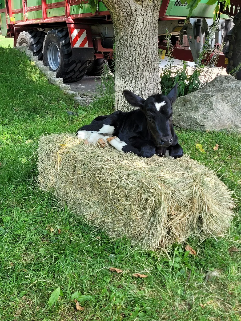 Idyllisches Plätzchen im Obstgarten
