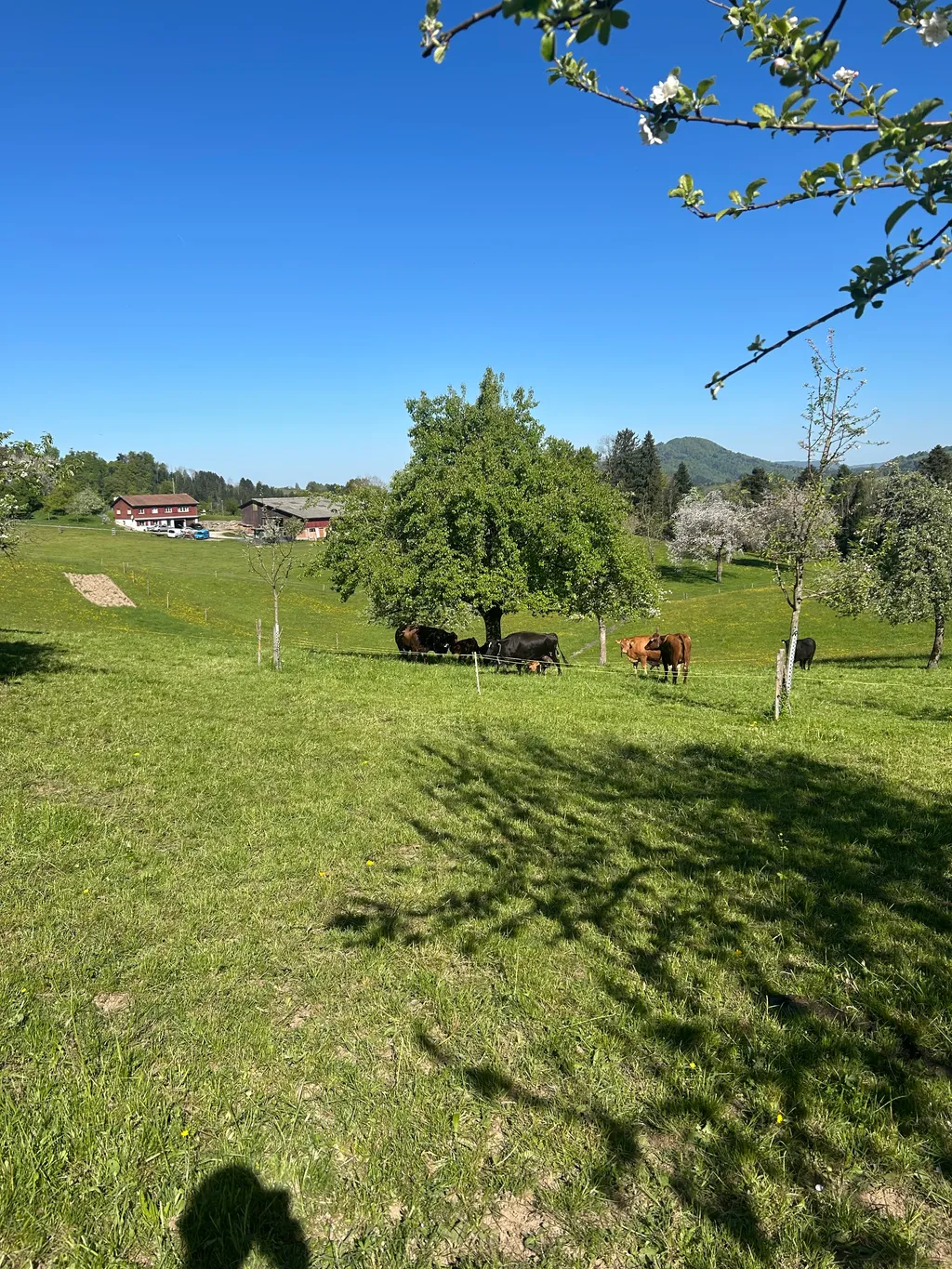 Naturplatz im Obstgarten