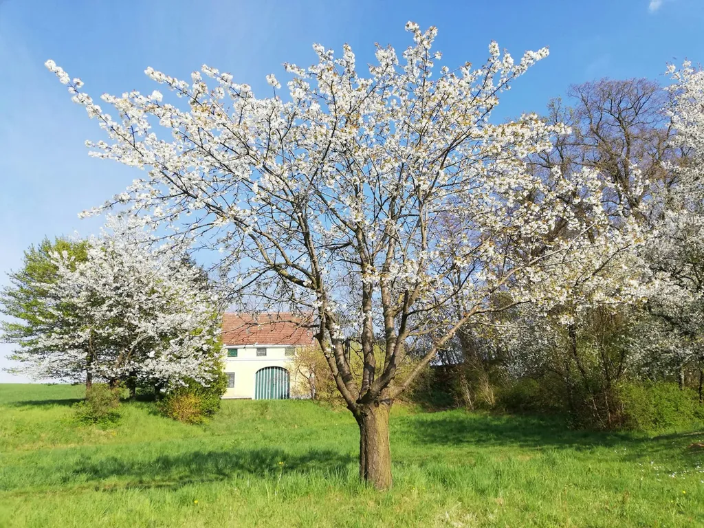 Idyllische Wiese & Traisentalblick