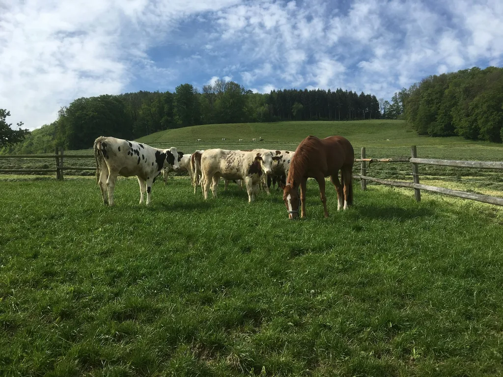 Champ vom Haldenhof