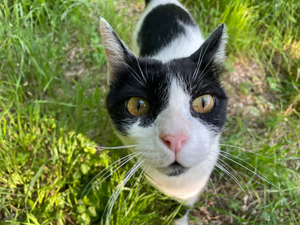 Juve, die Hauskatze