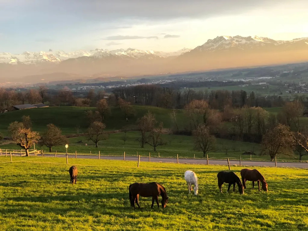Pferdeweide Hof mit Aussicht