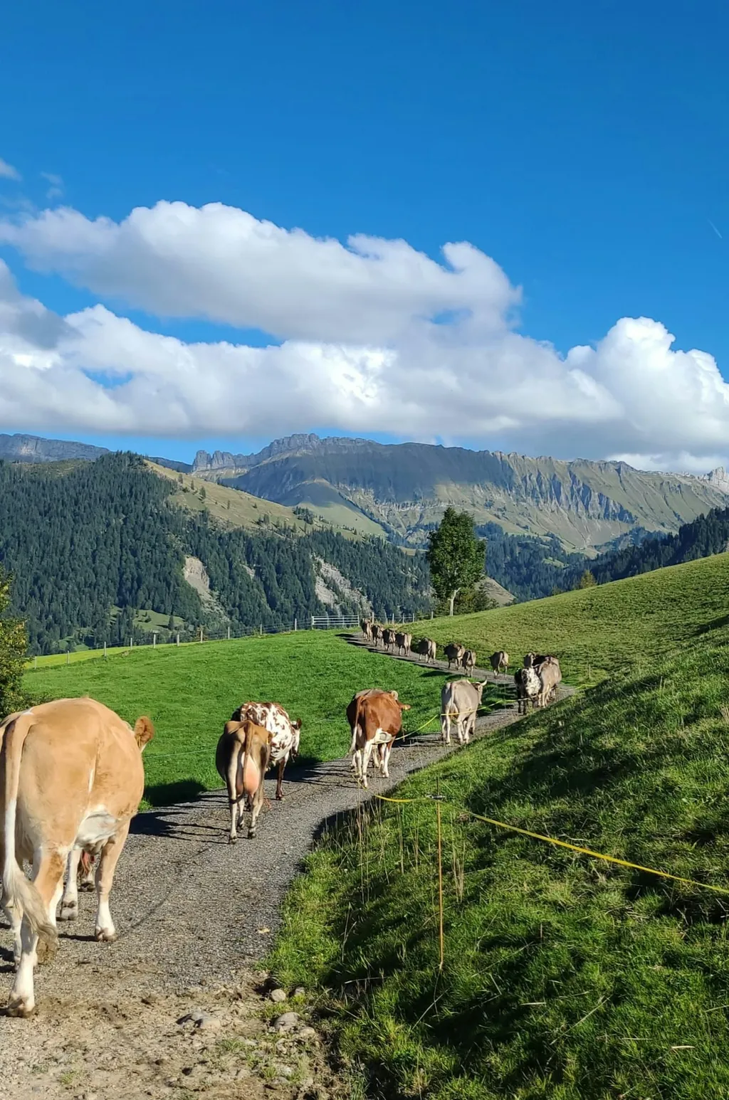 Hof-Camp Buchschachen