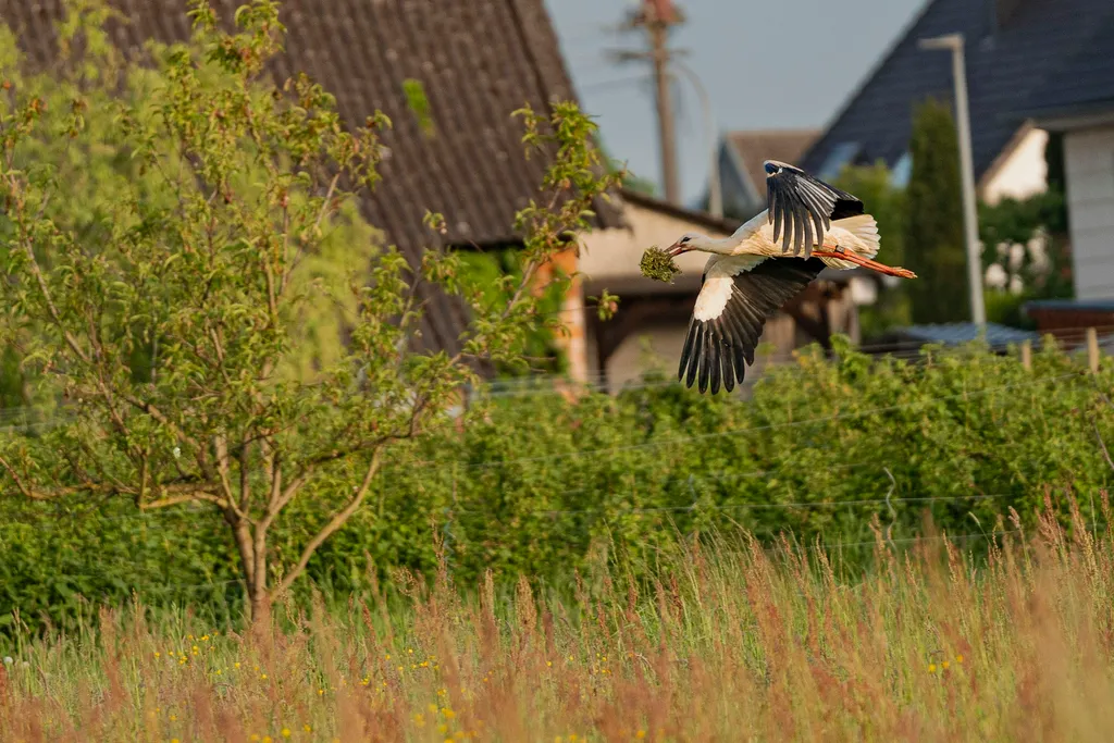 Camping auf der Streuobstwiese