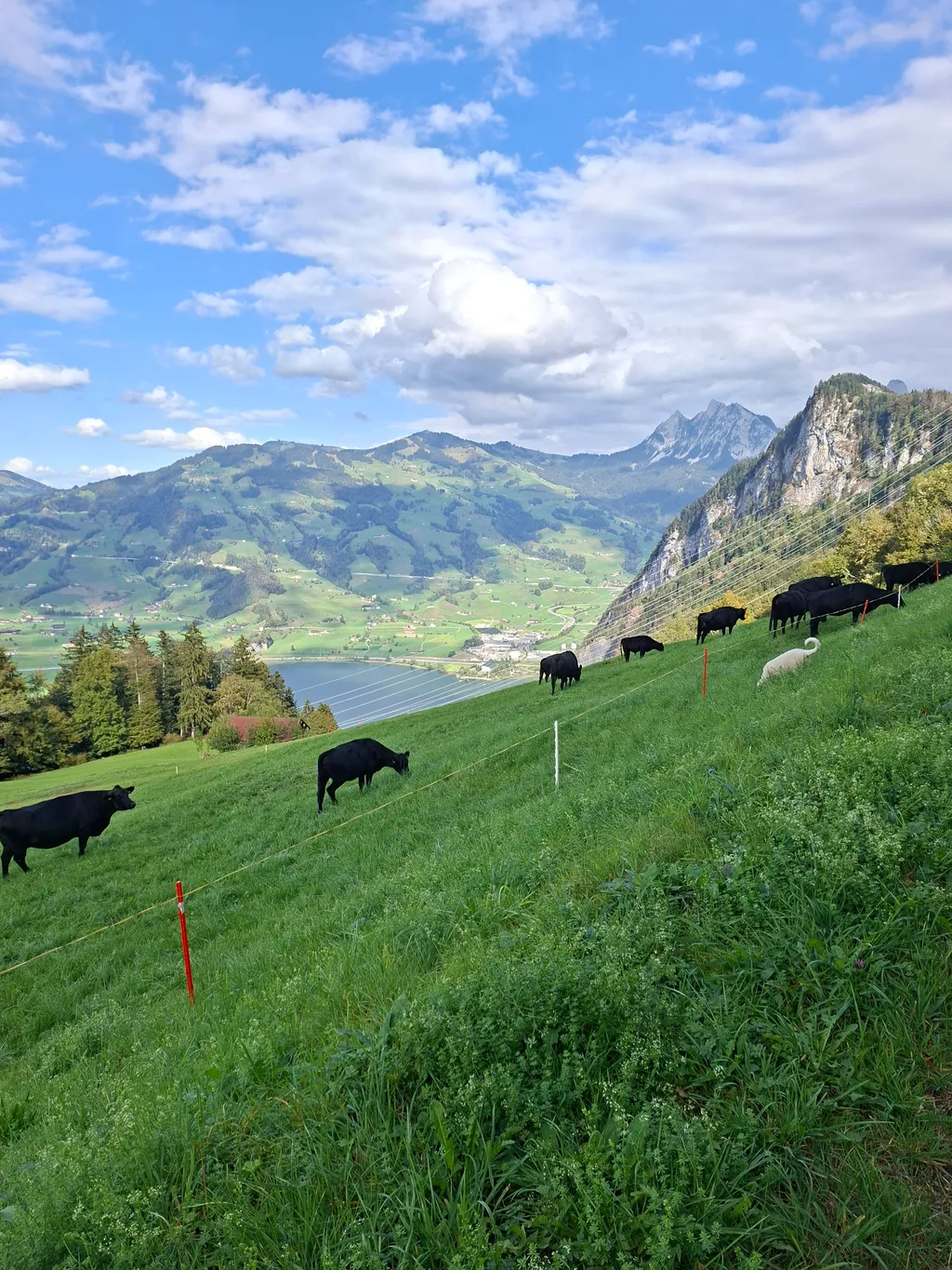 Bauernhof Camping über dem Lauerzersee