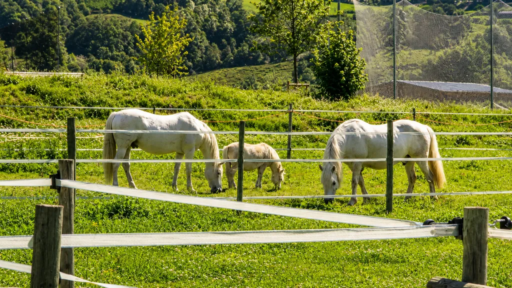 Vue sur les Alpes & chevaux