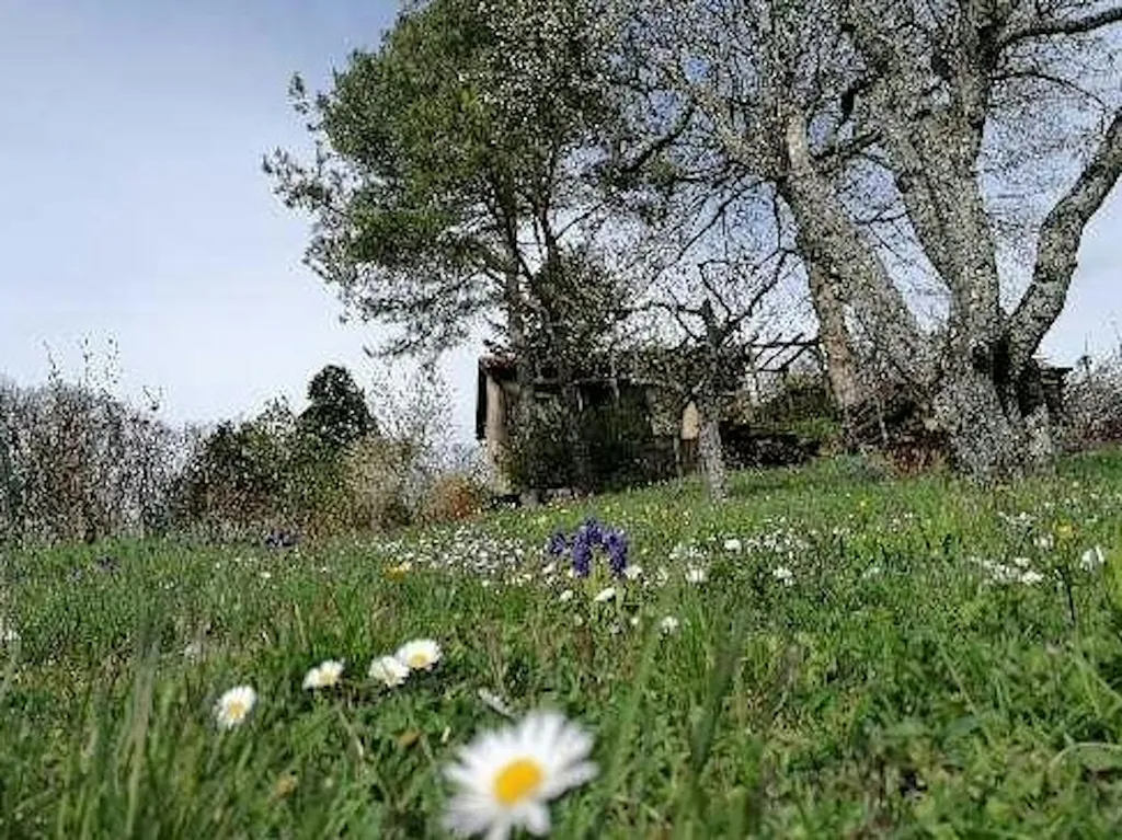 Wo's Blümle wächst