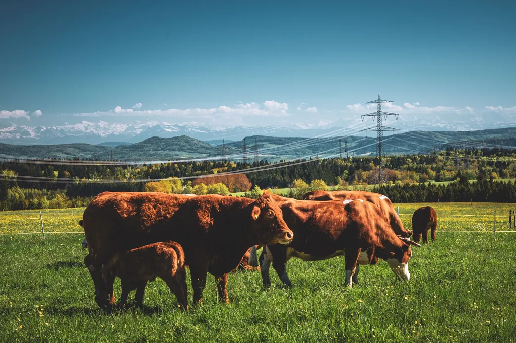 Erlebt unsere Mutterkühe mit ihren Kälbern auf den saftigen Weiden des Wiedenbachhofs – ein Stück echtes Landleben mit traumhaftem Alpenpanorama.