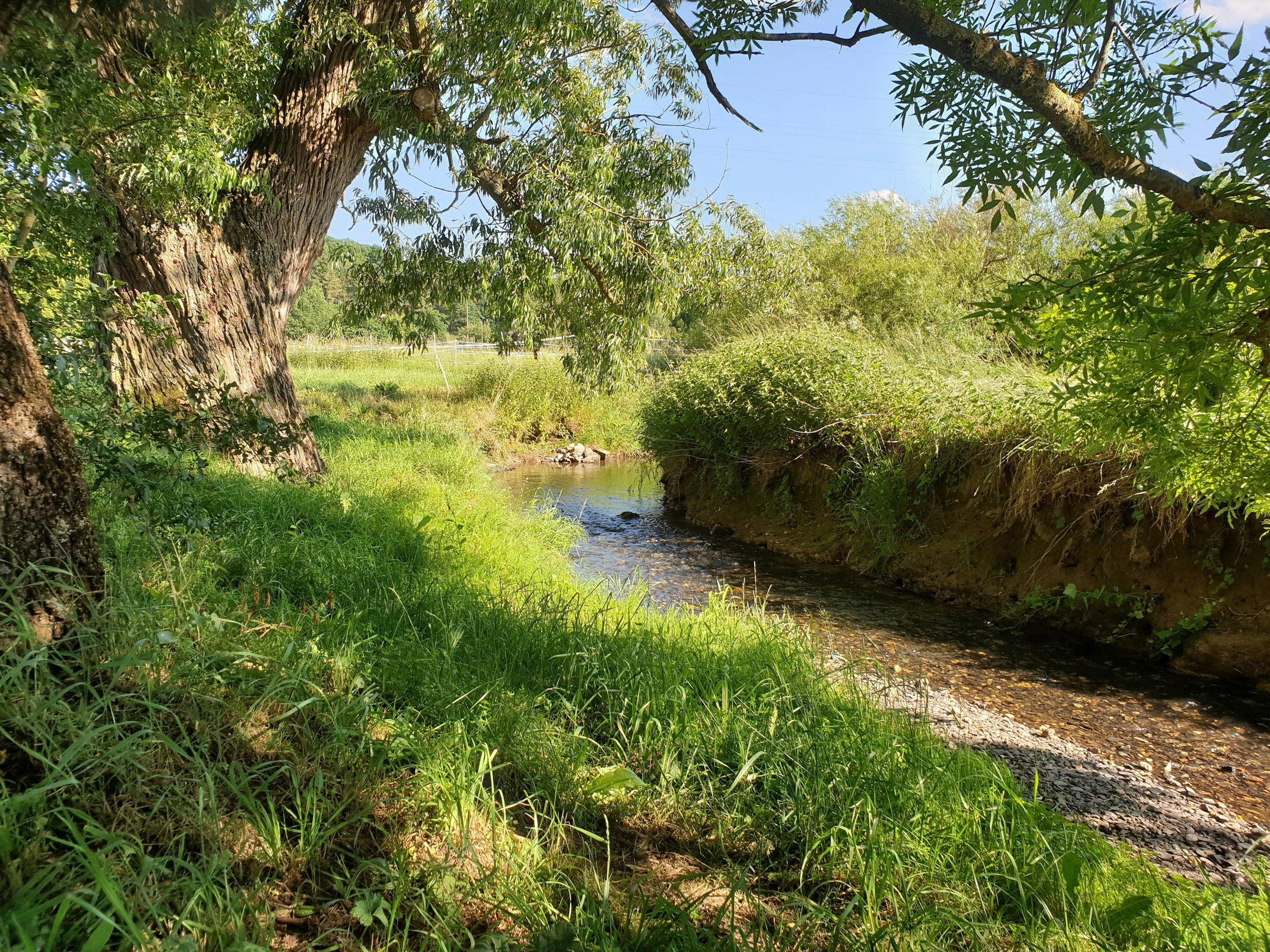 Schöne Wiese an zwei kleinen Bächen