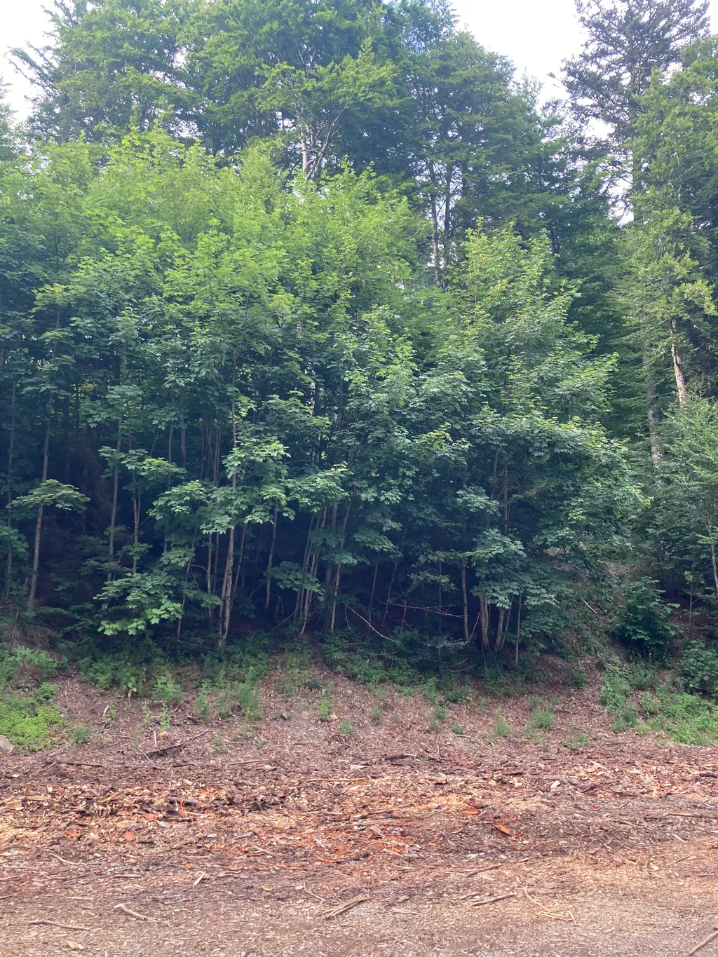 Bild von Silvia für den Spot 1726