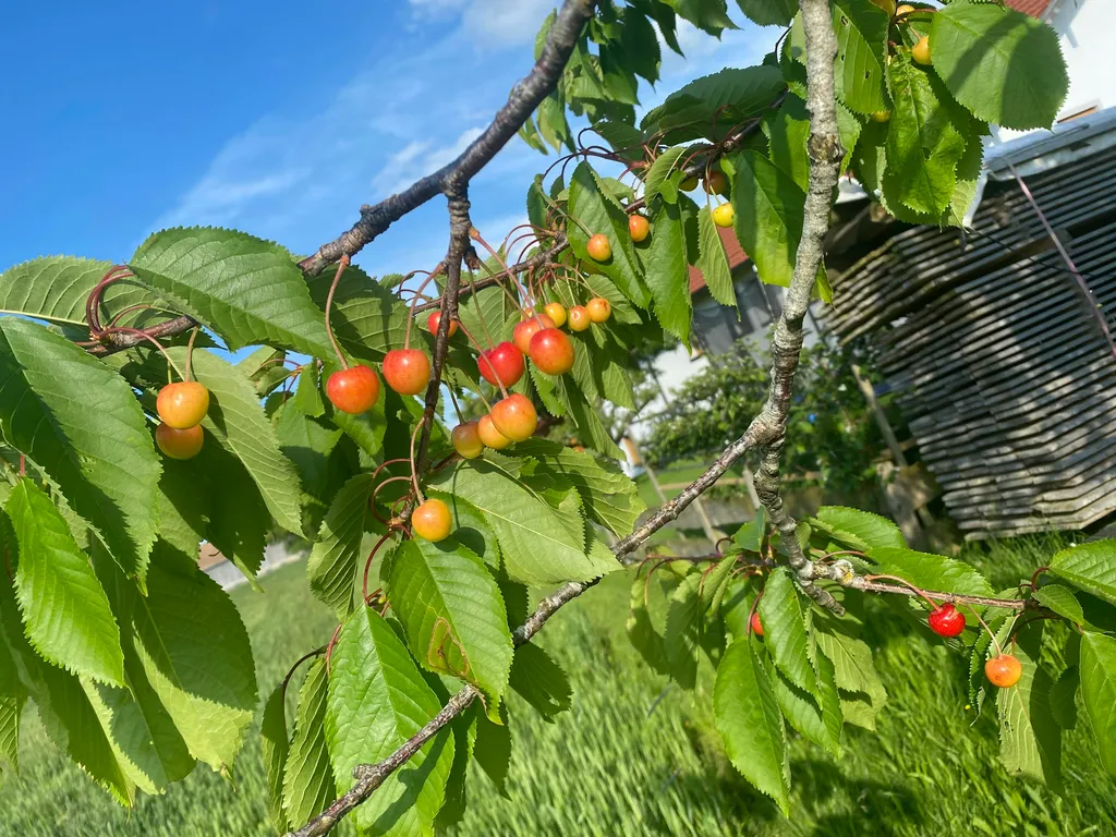 Obstanger, Sunset Place, Walser