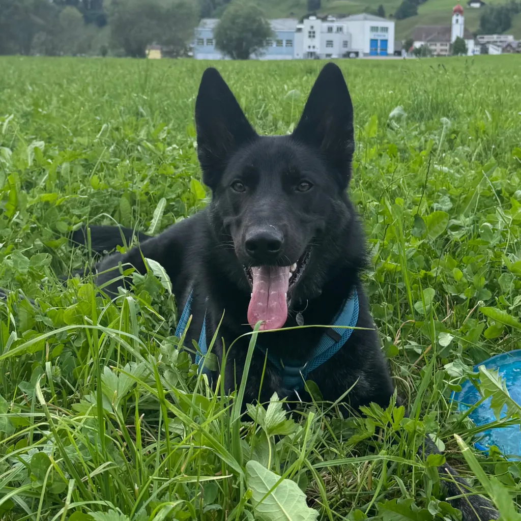 Profilbild von Joelle