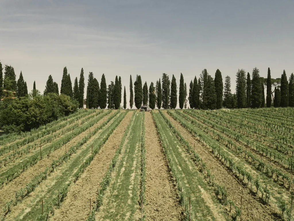 Camp nel vigneto 🍇🍷