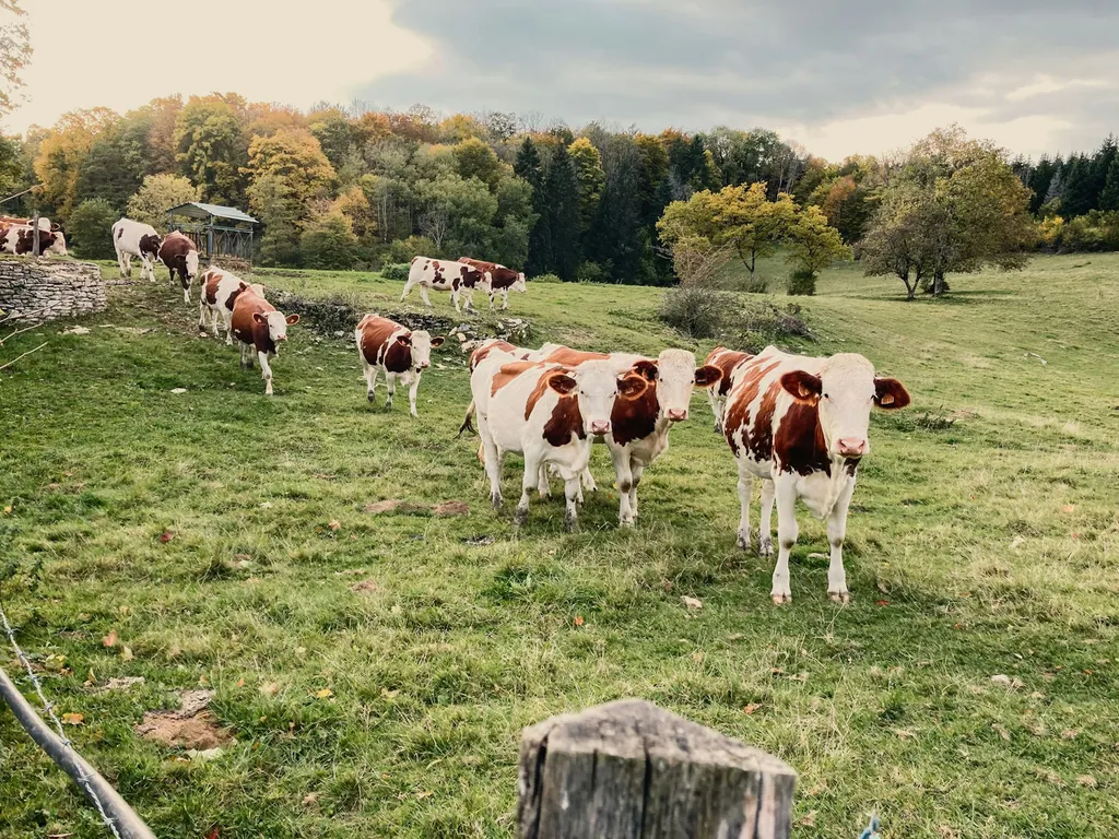 Paradis "Cubili" dans le Doubs