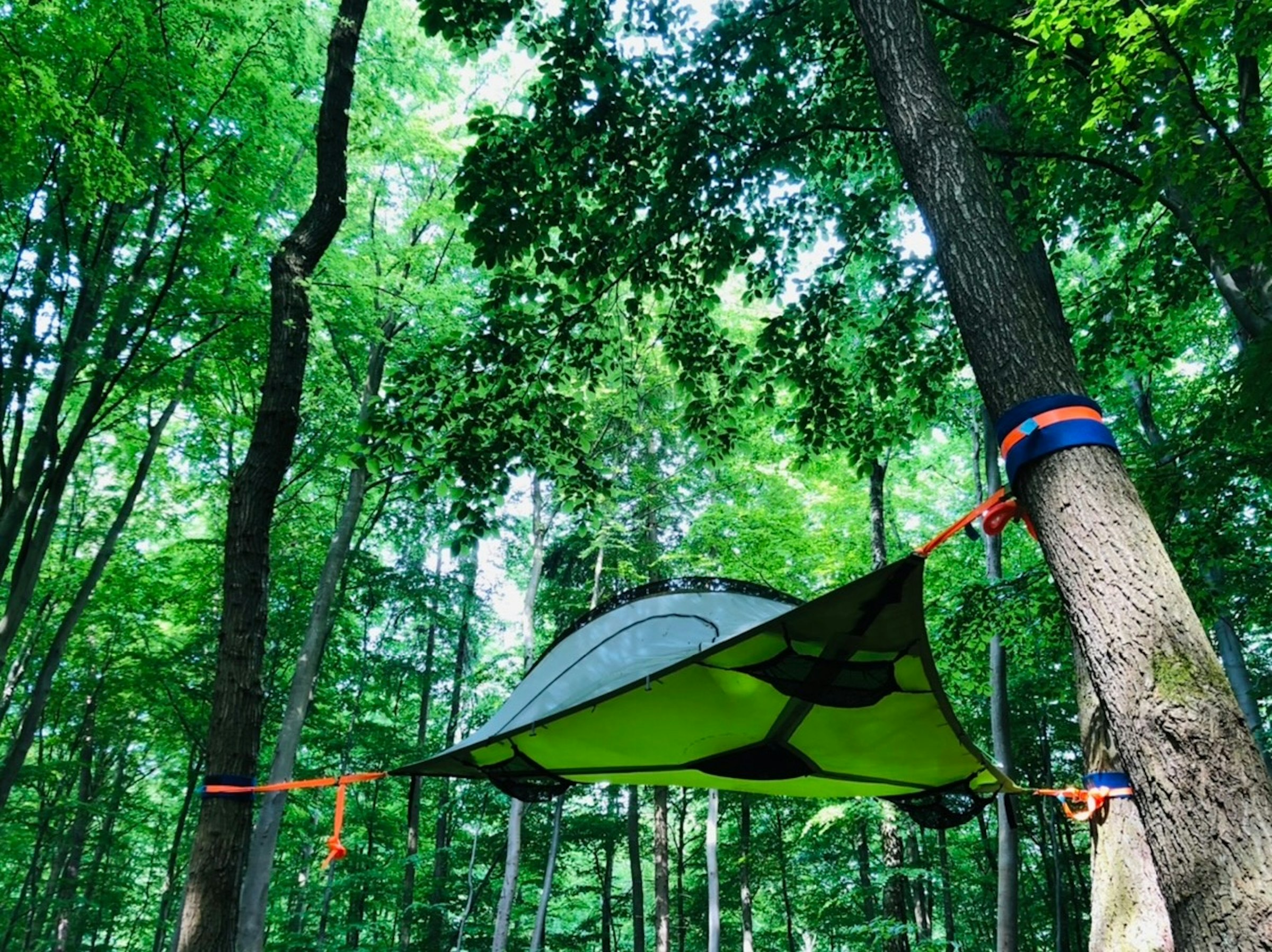 Schweben im Buchengrün